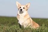 CORGI PEMBROKE 681